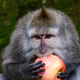 A Balinese long-tailed monkeys, Macaca fascicularis, eats an apple in the Sacred Monkey Forest in Ubud, Bali, Indonesia, on November 16, 2018.